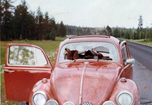 22627 Kaefer kaputt Lappland 1978
